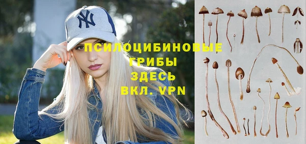 стаф Алзамай